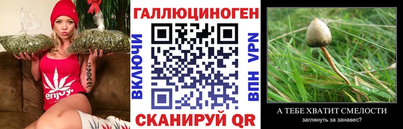 Псилоцибиновые грибы GOLDEN TEACHER Купить Дзержинск